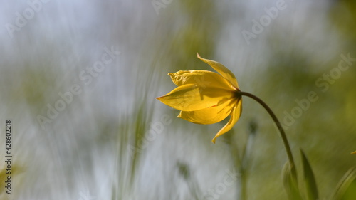 Fiore giallo selvatico con sfondo sfocato
