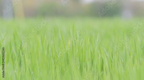 Campo di erba verde, primo piano sui fili d'erba