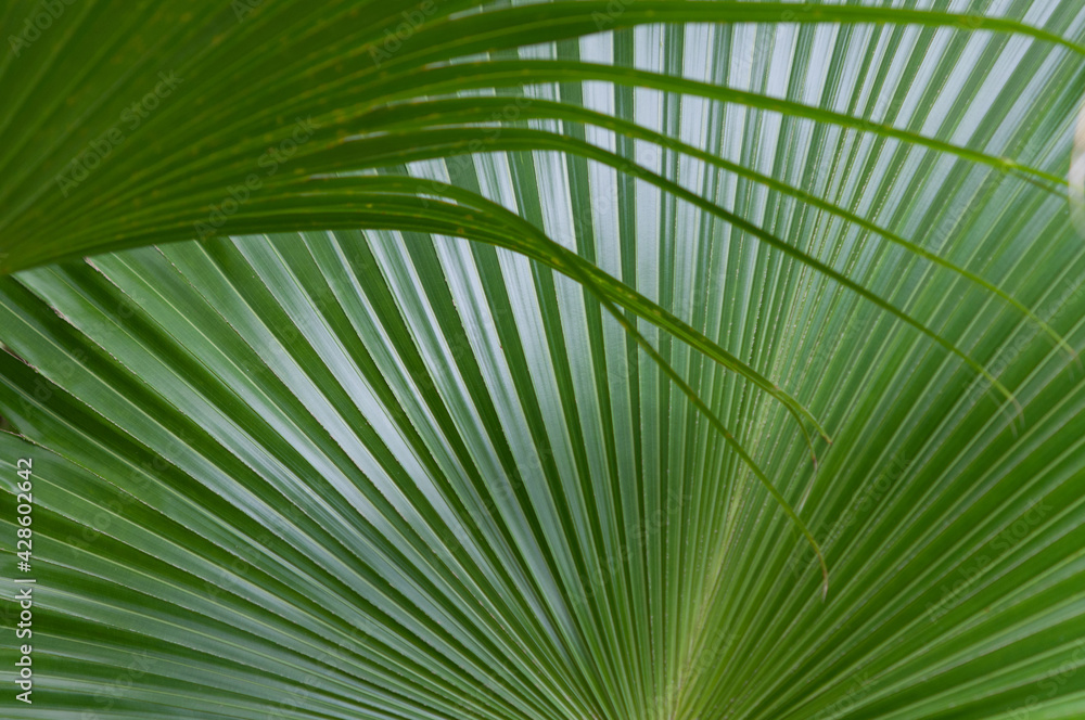 Obraz premium detail of fan palms (arecacea)