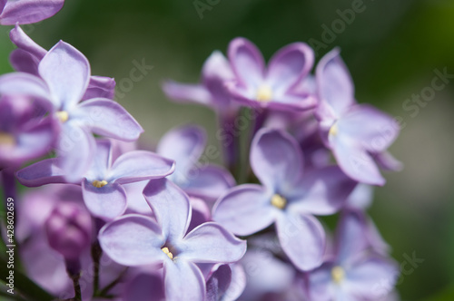 lilac or syringa vulgaris stretching for the sun, featuring a darkish grey-green bokeh background - landscape orientation © eugen