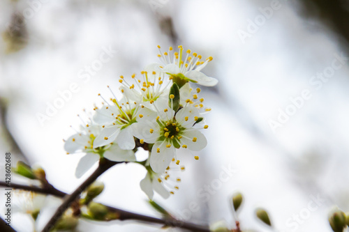 Bezaubernder Frühling