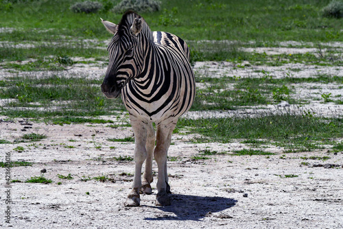 Steppen Zebra photo