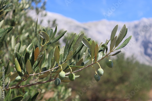 Green olives on a branch of an olive tree against a blue sky on a sunny day, Croatia