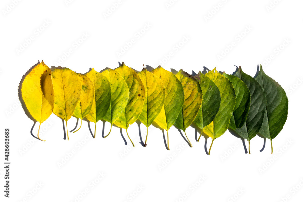 Obraz premium Colorful multicolored autumn leaves isolated on white background.