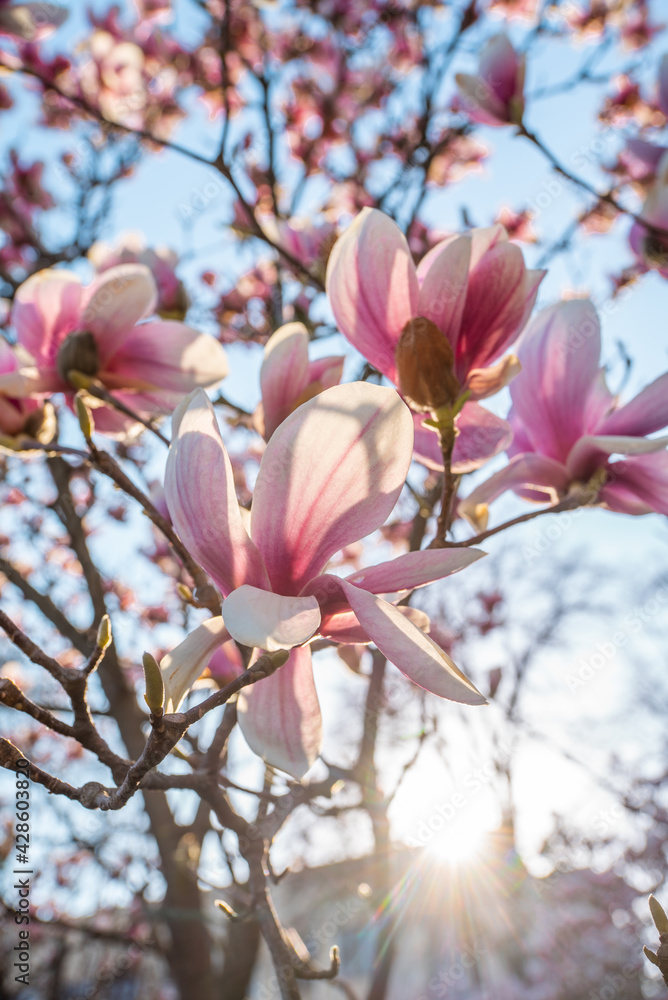 magnolia flower in the garden at sunrise. magnolia flower in the garden at sunrise.