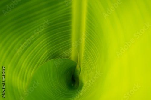 Green texture of banana leaves