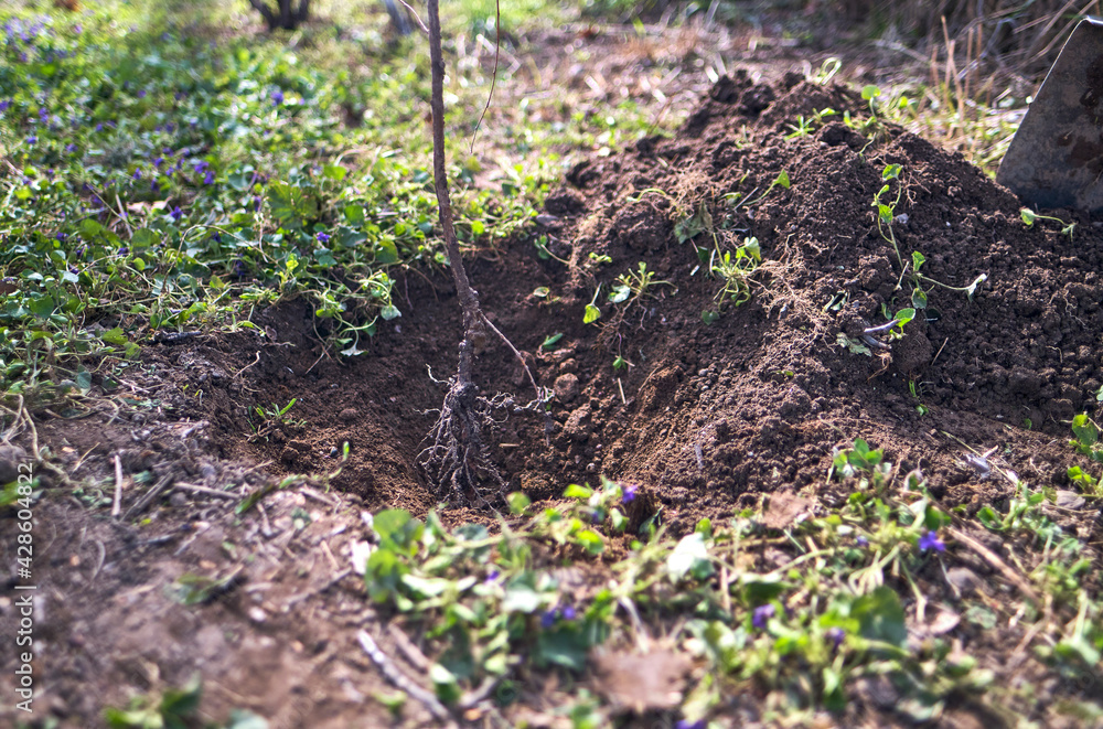 Planting a young tree in the ground, the concept of eco-activism for saving the earth's ecology. A farmer plants a tree in the ground. Planting a young tree in the ground, the concept of eco-activism for saving the earth's ecology. A farmer plants a tree in the ground.