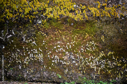 moss on the stone