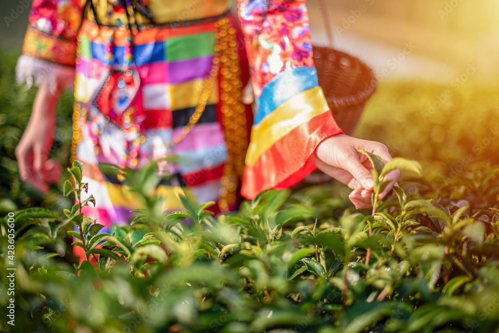 Picking tea leaves by woman hand in organic green tea farm with  sunshine in the morning. she is wearing a traditional dress with her basket at tea plantation.