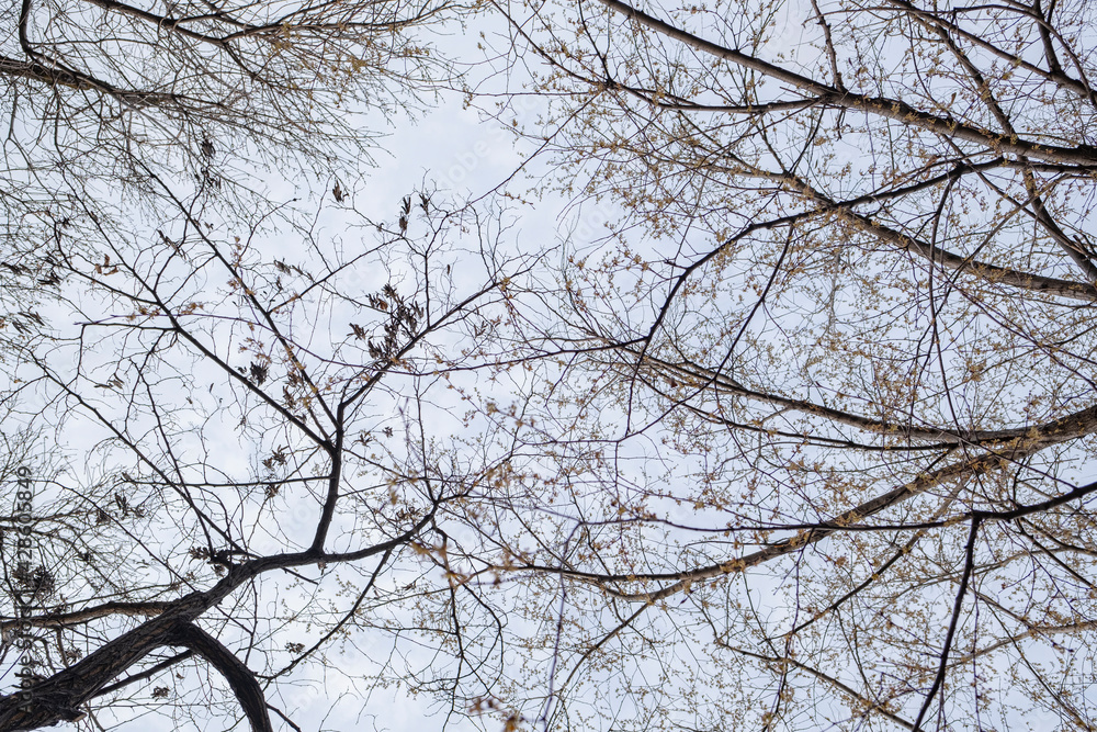 Branches of trees without leaves in early spring, top view in the forest. Branches of trees without leaves in early spring, top view in the forest.