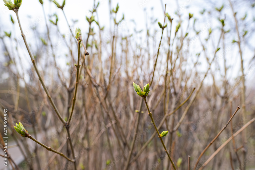 The first ready-made spring buds bloom after winter. Lilac buds. The first ready-made spring buds bloom after winter. Lilac buds.