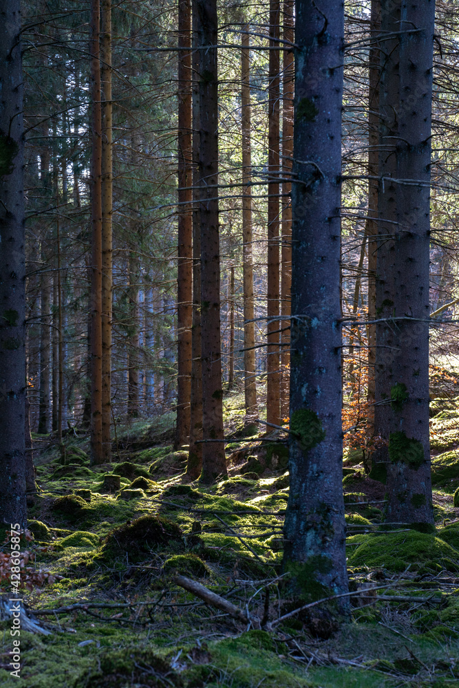 Birch forest in early spring with the sun shining through the trees in sweden Birch forest in early spring with the sun shining through the trees in sweden