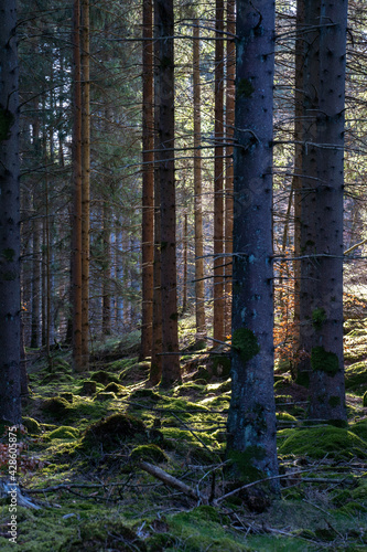 Birch forest in early spring with the sun shining through the trees in sweden