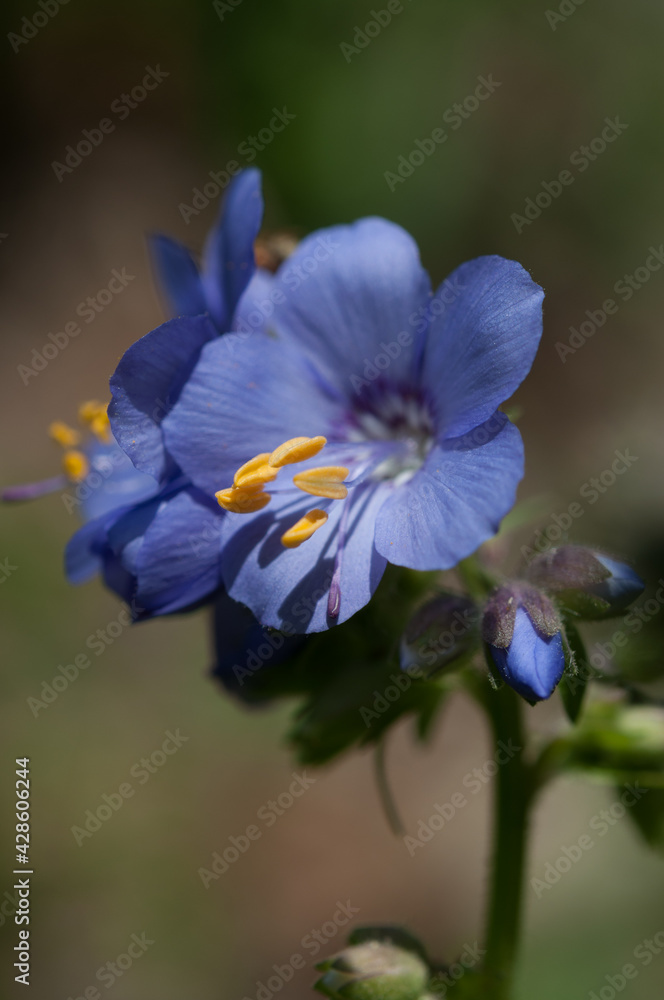 Phacelia campanularia or lavender-blue flowers with prominent yellow stamen isolated against a dark green bokeh background