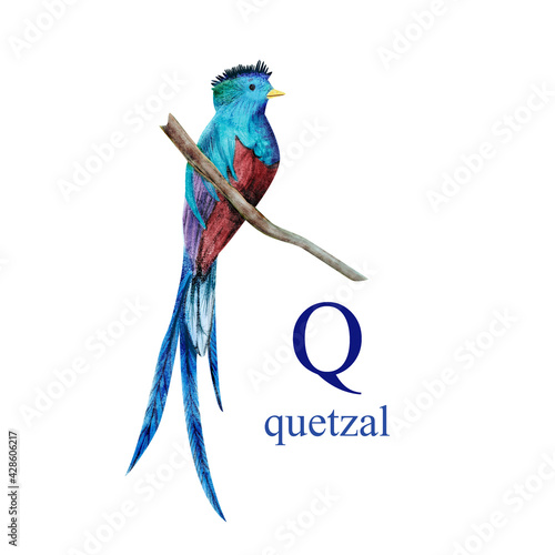 Watercolor illustration of the quetzal on white background. Cute animal alphabet series A-Z photo