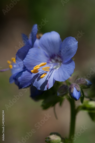 Phacelia campanularia or lavender-blue flowers with prominent yellow stamen isolated against a dark green bokeh background
