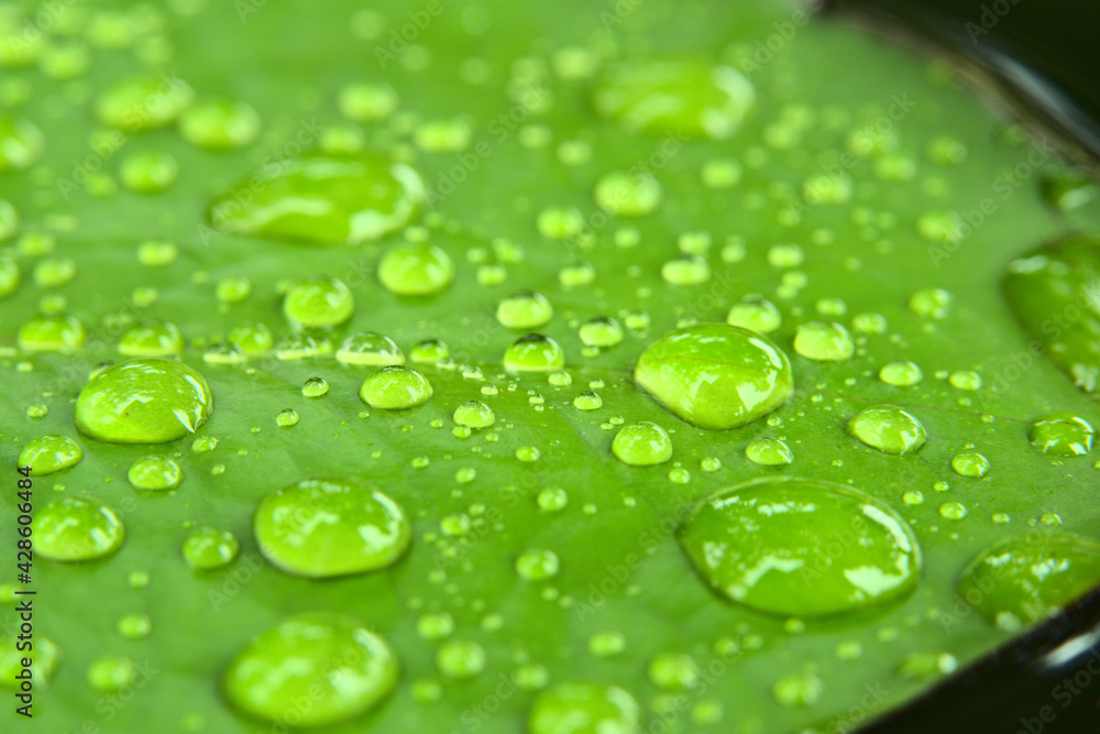 Drops of transparent rain water on a green leaf of lotus  for natural background.