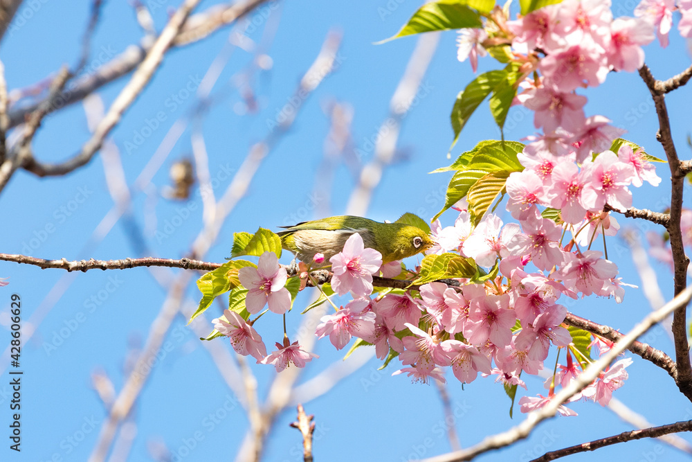 河津桜とメジロ　千葉県市川市　日本