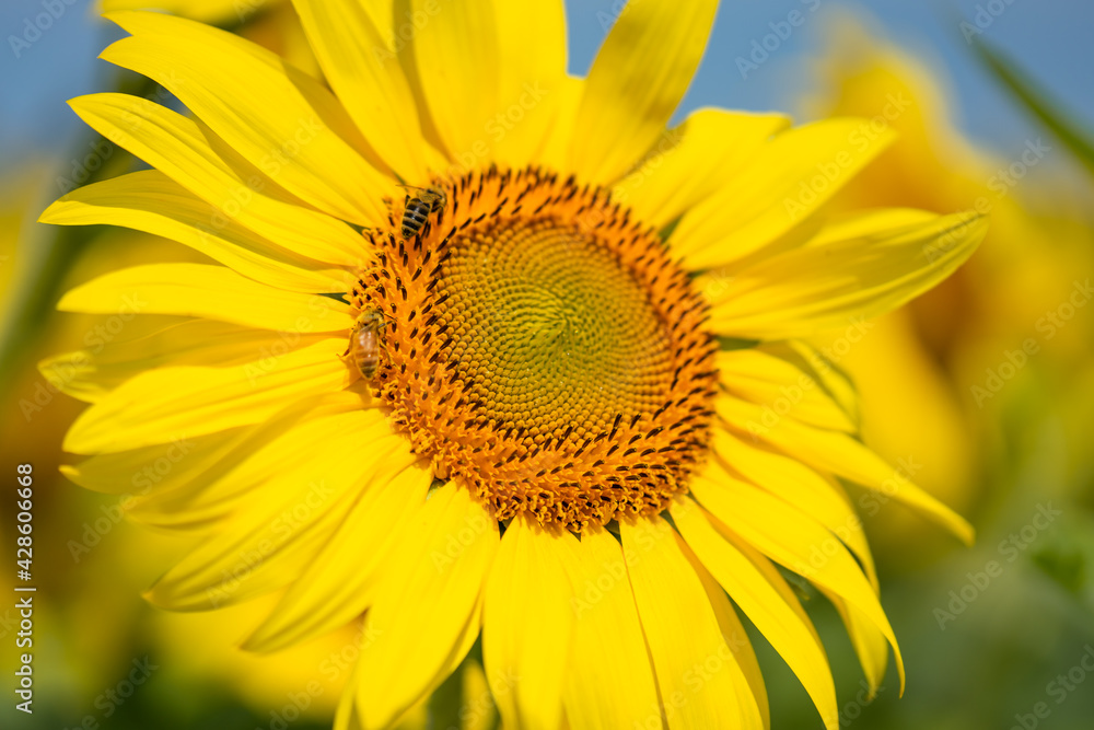 Obraz premium Bee on sunflowers. macro and selective focus.