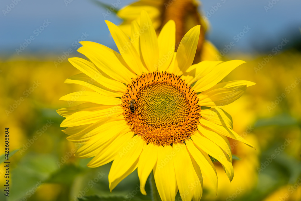 Bee on sunflowers. macro and selective focus. Bee on sunflowers. macro and selective focus.