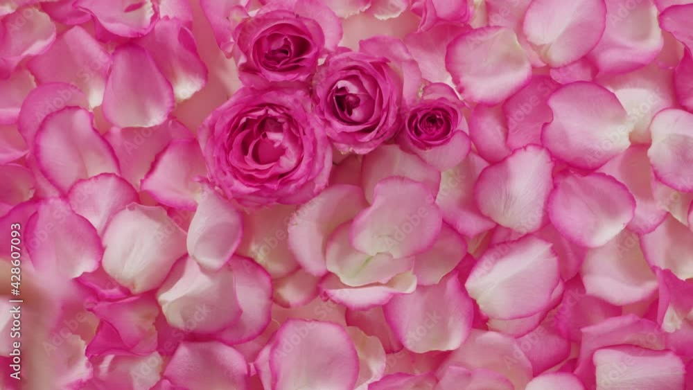 Flat lay. Background of petals from pink roses. Flat lay. Background of petals from pink roses.
