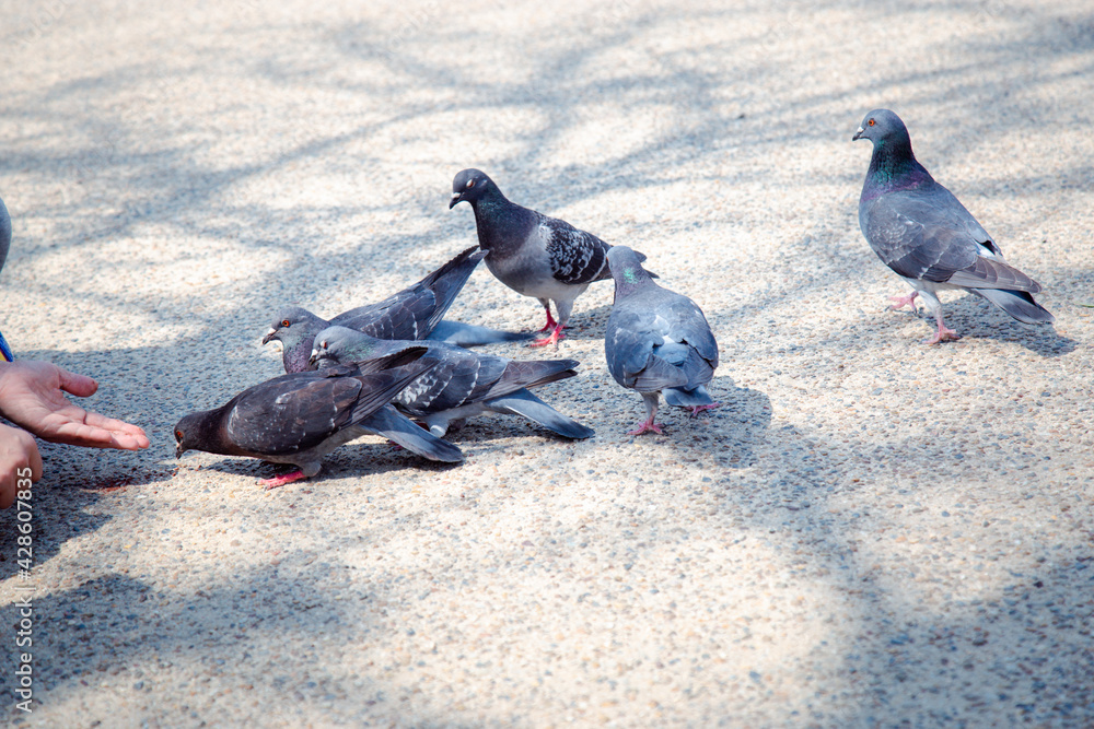 Fototapeta premium Feed the pigeons in front of Osaka Castle by putting them in hand.