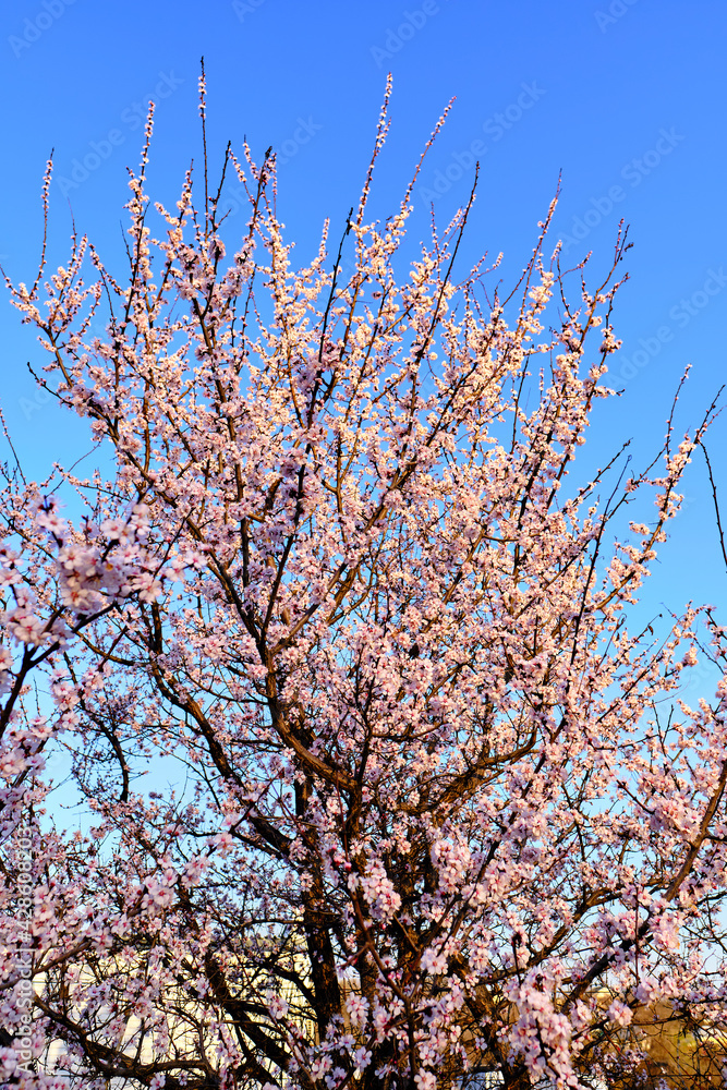 Beautiful pink apricot flowers in spring. Apricot blossoms on the farm in spring
