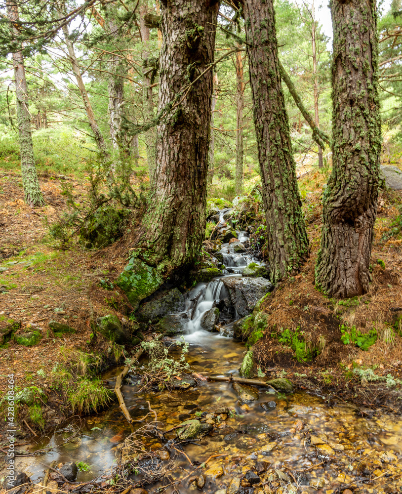 Obraz premium Long exposure in the forest