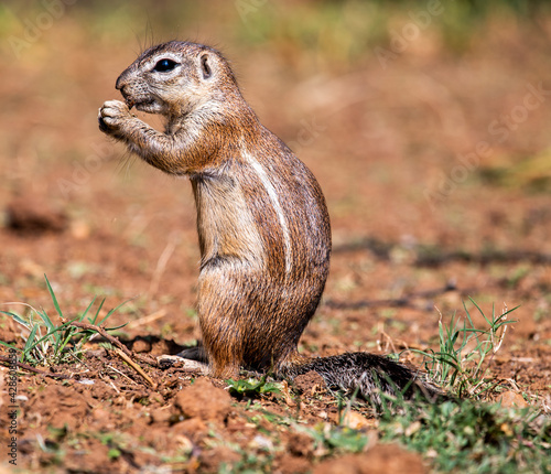 Ground Squirrel standing up, foraging. Photographed in South Africa.