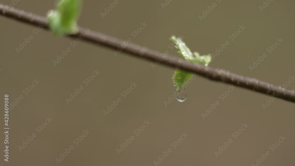 Stem and leaves with raindrops in nature. The birth of new plant life in the spring forest. Stem and leaves with raindrops in nature. The birth of new plant life in the spring forest.