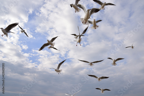 Performing miracles of aerobatics  seagulls in the blue sky  hunt for bread crumbs
