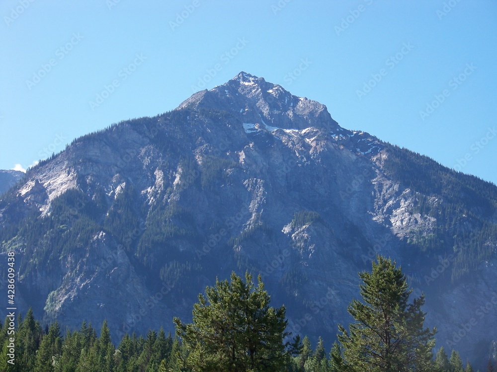 mountain behind the forest of pine trees