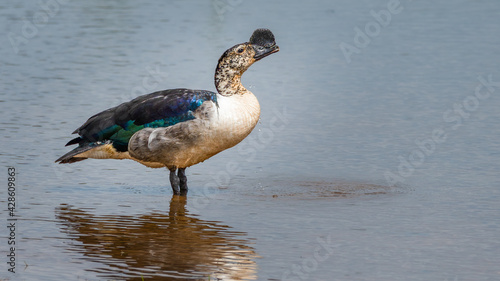 Knob-Billed duck drinking while standing in a pan of fresh water 
