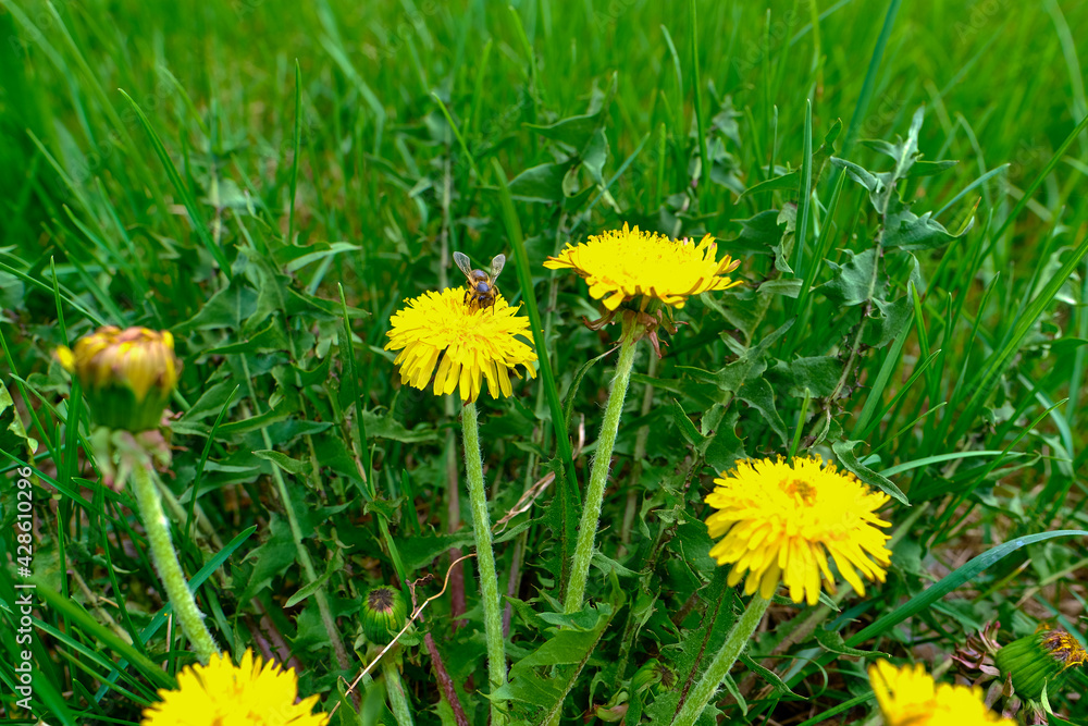 A bee collects nectar from a dandelion in the spring on a green meadow. A bee collects nectar from a dandelion in the spring on a green meadow.