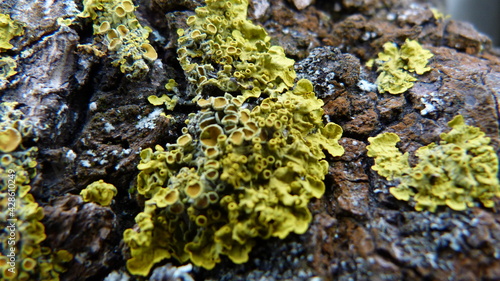 lichen or fungus on a tree