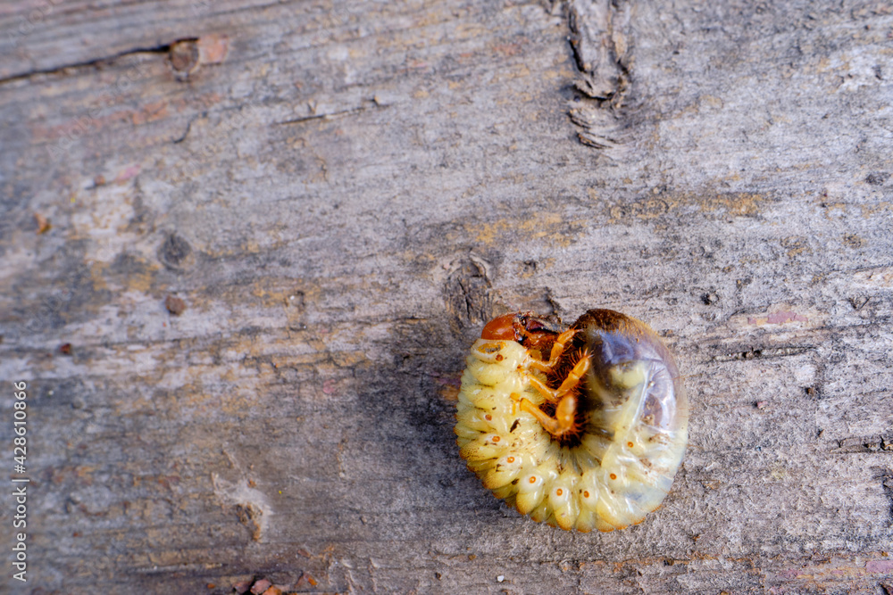 Bay beetle laurel, beetle larva lies on the board. Bay beetle laurel, beetle larva lies on the board.