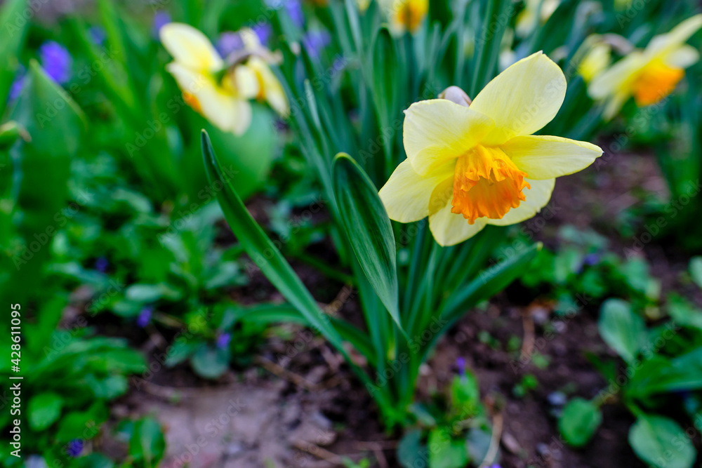 Fototapeta premium Beautiful yellow daffodil growing in the garden.