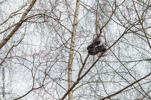 Old shoes hang high on the branches of a tree in the spring