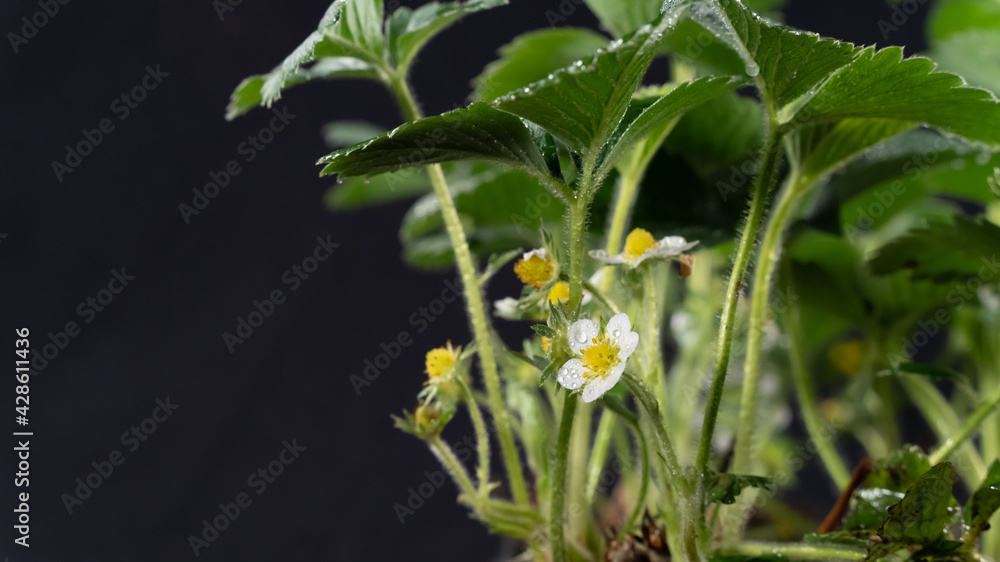 Strawberry in bloom, on black background, close-up Strawberry in bloom, on black background, close-up