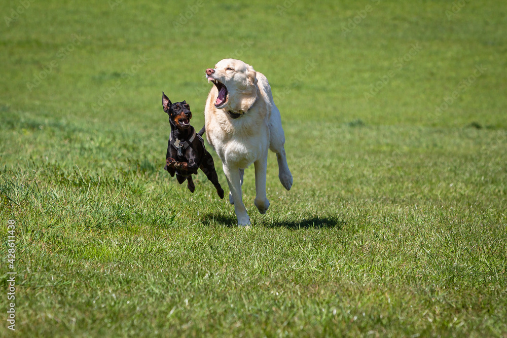 playful dogs on a green meadow