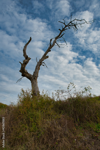 Kahler abgestorbener Baum im Herbst