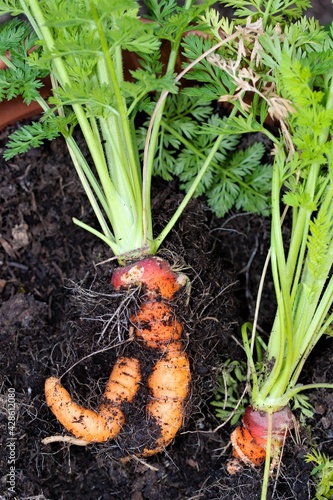 Ugly and wonky carrots in springtime  2.