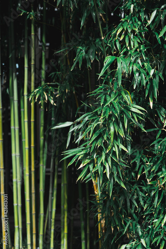 Green bamboo forest background. (Bambusoideae)