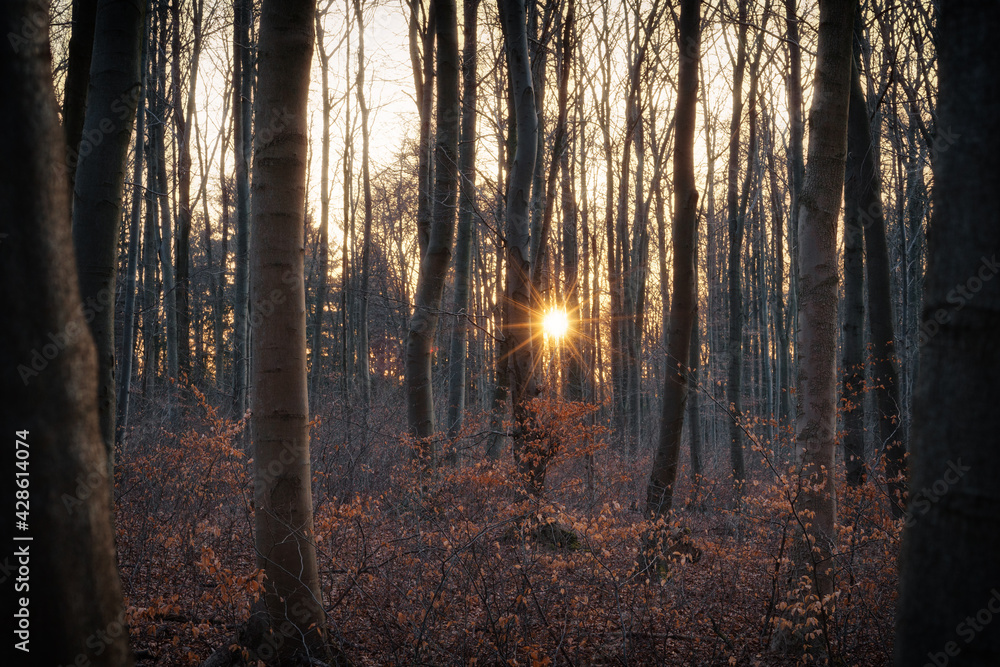 Sunset in the the forest Sunset in the the forest