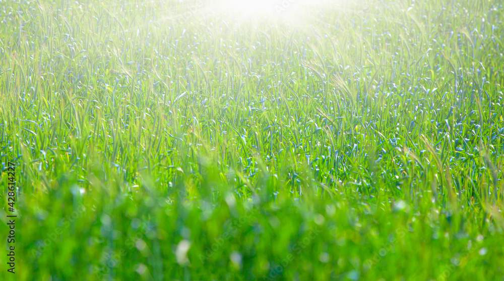 A natural spring garden background of fresh green grass (wheat field) with a bright Sun rays