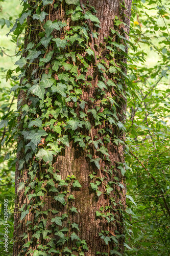 Climbing plant on a tree trunk. Natural background