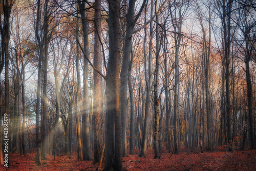 A mystical forest bathed in autumn sunlight atmosphere