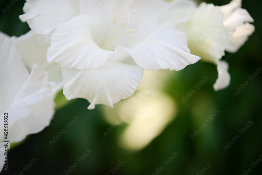 
Gladiolus, white gladioli are blooming in the garden. Close-up of gladiolus flowers. Bright flowers of gladiolus in summer. Large flowers and buds on a green background.