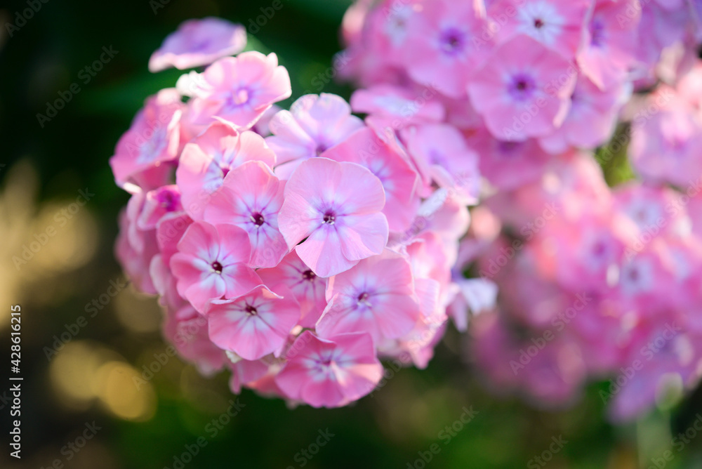 Garden phlox (Phlox paniculata), vivid summer flowers. Blooming branches of pink phlox in the garden on a sunny day. Soft blurred selective focus. Garden phlox (Phlox paniculata), vivid summer flowers. Blooming branches of pink phlox in the garden on a sunny day. Soft blurred selective focus.