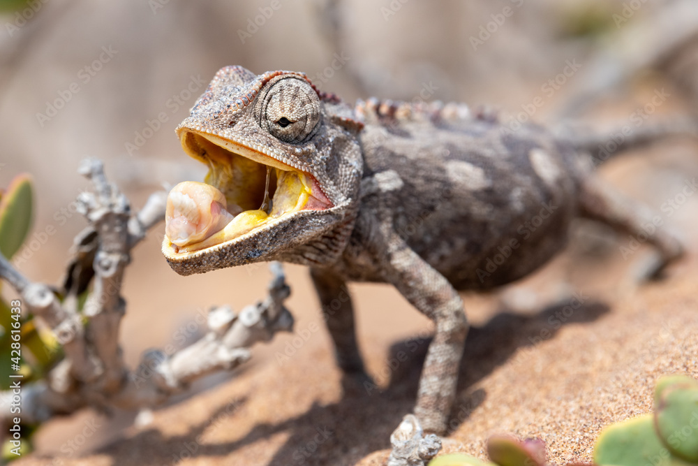 An attentive, hungry chameleon in the Namib Desert near Swakopmund, Namibia, Africa. An attentive, hungry chameleon in the Namib Desert near Swakopmund, Namibia, Africa.